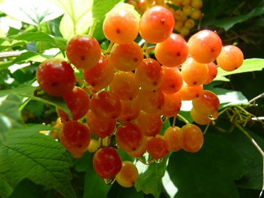 Fruits vénéneux allant progressivement du jaune au rouge et restant sur l'arbre tout l'hiver (car non mangés par les oiseaux). Agrandir dans une nouvelle fenêtre (ou onglet)